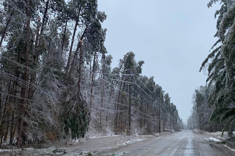 Image of downed power lines due to trees leaning from freezing rain.